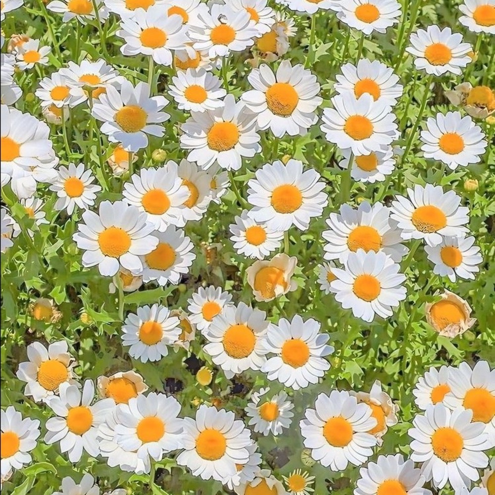 Meet your Posher, Cesia